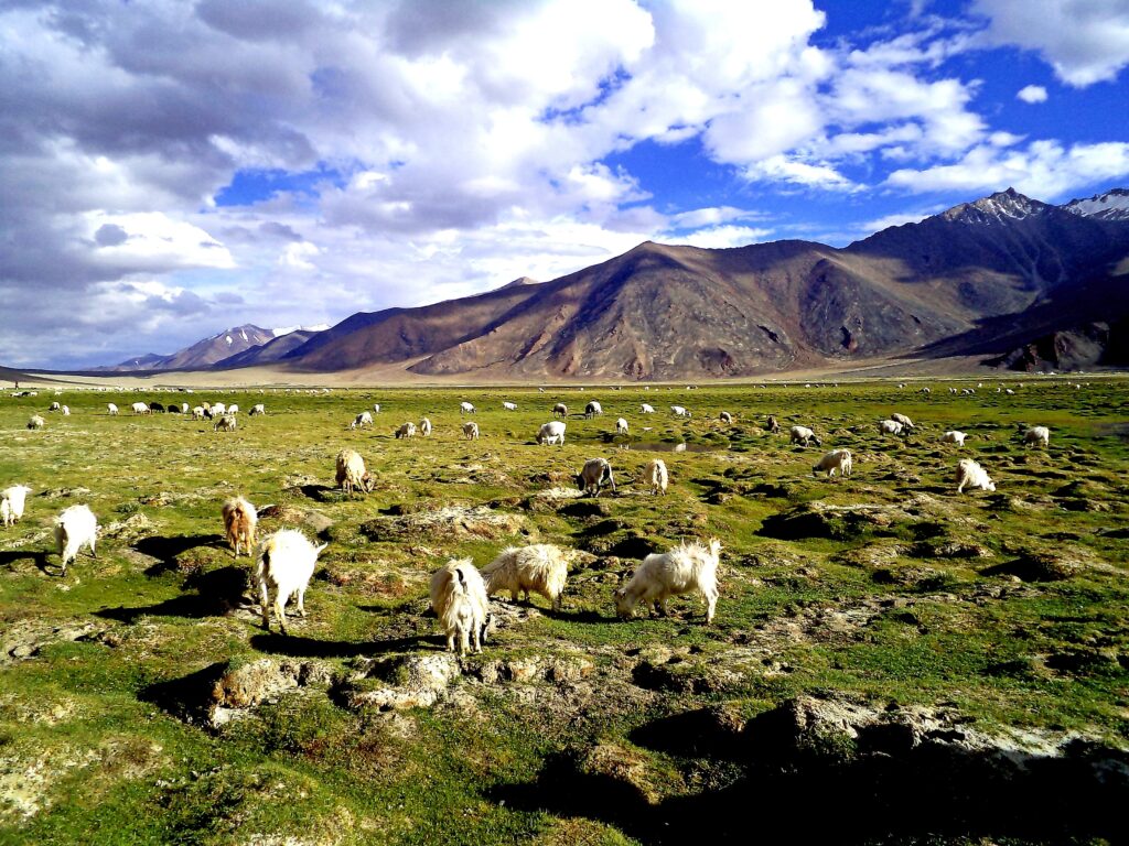 Magical Ladakh